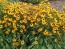 Black-Eyed Susan