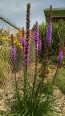 Purple Blazing Star AKA Liatris 