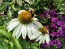 Coneflower 'White Swan'