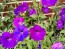 Petunia ‘Pink, Purple and Magenta Trailing Mix’