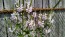 Obedient  Plant