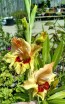 Gladiolus 'Jester' Cormels - Shipping 2025 Spring - Harvested on our Farm - USDA Certified Organic