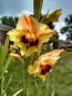 Gladiolus 'Jester' Cormels - Shipping 2025 Spring - Harvested on our Farm - USDA Certified Organic