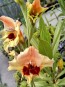 Gladiolus 'Jester' Cormels - Shipping 2025 Spring - Harvested on our Farm - USDA Certified Organic