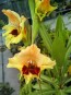 Gladiolus 'Jester' Cormels - Shipping 2025 Spring - Harvested on our Farm - USDA Certified Organic