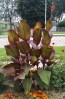 Certified Organic Red-Flowering Black-Leaf Canna Lily Bulbs