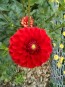Dahlia 'Red Pompon' Tubers - Shipping 2025 Spring - Harvested on our Farm - USDA Certified Organic