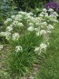 Garlic Chives