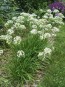 Herb 'Garlic Chives' Plant