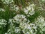 Herb 'Garlic Chives' Plant