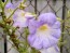 Petunia ‘Pink, Purple and Magenta Trailing Mix’