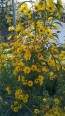 Prairie Sunflower AKA Maximillian Sunflower