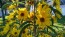 Prairie Sunflower AKA Maximillian Sunflower