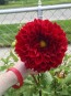 Dahlia 'Puffy Red' Tubers - Shipping 2025 Spring - Harvested on our Farm - USDA Certified Organic