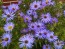 Purple Aster 