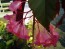 Angel Wing Begonia (Live Plant)