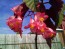 Angel Wing Begonia (Live Plant)