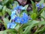 Blue Forget-Me-Not