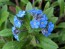 Blue Forget-Me-Not