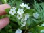 White Forget-Me-Not 