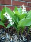 Lily of the Valley Seeds (Certified Organic)