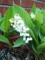 Lily of the Valley Seeds (Certified Organic)