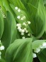 Lily of the Valley Seeds (Certified Organic)