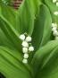 Lily of the Valley Seeds (Certified Organic)