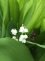 Lily of the Valley Seeds (Certified Organic)