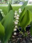 Lily of the Valley Seeds (Certified Organic)