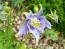 Columbine Mix 