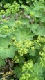 Lady's Mantle Seeds (Certified Organic)