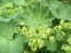 Lady's Mantle Seeds (Certified Organic)