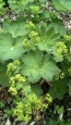 Lady's Mantle Seeds (Certified Organic)