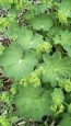 Lady's Mantle Seeds (Certified Organic)