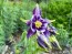 Columbine Mix 