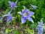 Columbine Mix 