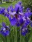 Purple Siberian Iris