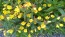 Narrow-Leaved Sundrops Seeds (Certified Organic)