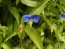 Blue Dayflower AKA Mouse Ears Seeds (Certified Organic)