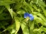 Blue Dayflower AKA Mouse Ears Seeds (Certified Organic)