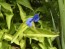 Blue Dayflower AKA Mouse Ears Seeds (Certified Organic)