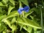 Blue Dayflower AKA Mouse Ears Seeds (Certified Organic)