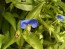 Blue Dayflower AKA Mouse Ears Seeds (Certified Organic)