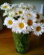 Shasta Daisy