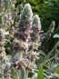 Lamb's Ear 