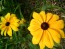 Black-Eyed Susan 'Indian Summer' 