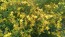 Saint John’s Wort 