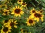 Black-Eyed Susan 'Autumn Colors' 