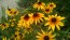 Black-Eyed Susan 'Autumn Colors' 